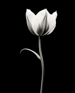 Blume in Schwarz und Weiß, Tulpe von Studio Allee