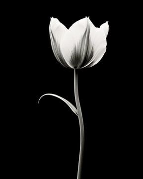 Fleur en noir et blanc, tulipe sur Studio Allee