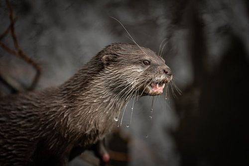 De otter is druk in de weer en weet ik vast te leggen met mijn camera
