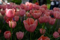 Mooie, bijzondere tulpen
