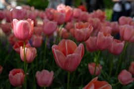 Beautiful, unusual tulips by Kim Weijland