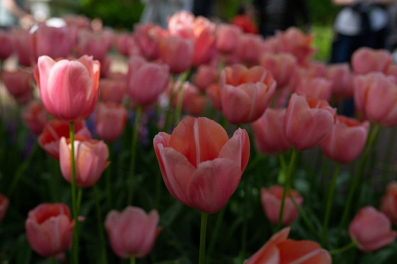 Beautiful, unusual tulips by Kim Weijland