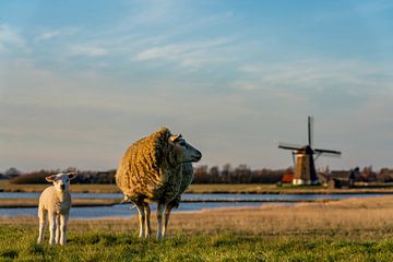 Mutter mit Lamm Mill the North Texel von Texel360Fotografie Richard Heerschap