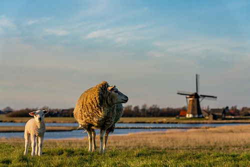 Moeder met lammetje Molen het Noorden Texel