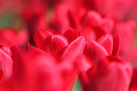 Tulpenrood by Willy Sybesma