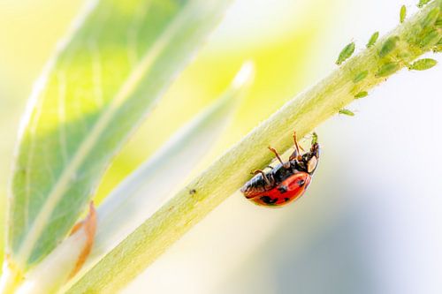Lieveheersbeestje onderweg naar zijn prooi