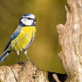Blaumeise vollfarbig ii von Stobbe; stiltegrafie