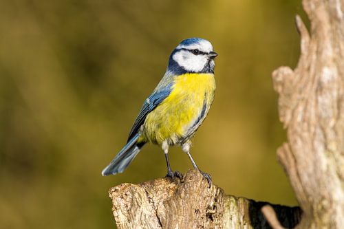 blue tit full colour ii