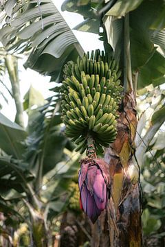 Tropische bananenboom op Tenerife | Natuurfoto | Foto print Spanje | Kleurrijke reisfotografie van HelloHappylife