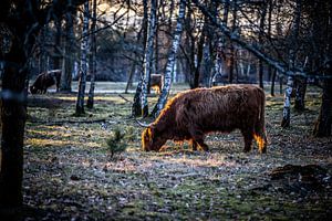 Grazers Veluwe