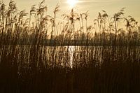 Riet