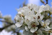 spring fever