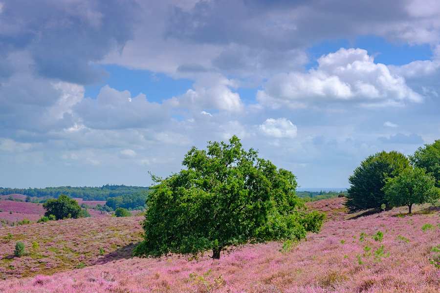 bl-hende-heideh-gel-an-der-posbank-im-nationalpark-veluwezoom-von