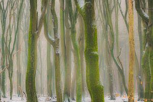 Beukenbomen met dramatische vormen in een mistig bos met sneeuw van Sjoerd van der Wal Fotografie