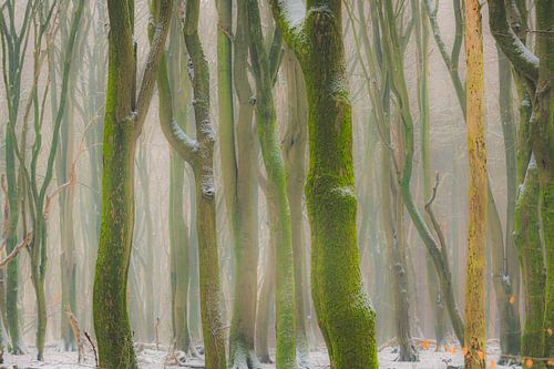 Beukenbomen met dramatische vormen in een mistig bos met sneeuw