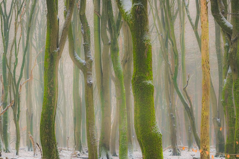Beech trees with dramatic shapes in a  misty and snowy forest by Sjoerd van der Wal Photography