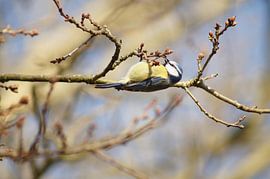 Vogel op zijn kop @ Amsterdamse Waterleidingduinen by Bianca Kraaijenoord