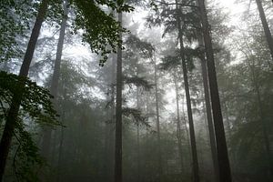 Blick nach oben in einem Buchen- und Kiefernwald an einem dunklen, nebligen Herbstmorgen