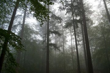 Vue vers le haut dans une forêt de hêtres et de pins lors d'un matin d'automne sombre et brumeux sur Sjoerd van der Wal Photographie