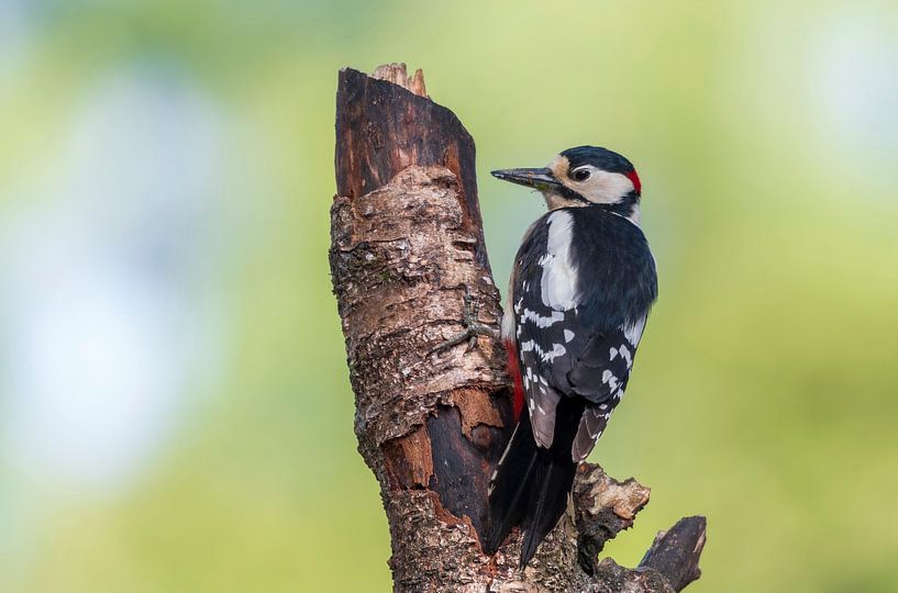 Great spotted woodpecker by Merijn Loch