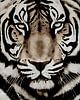 Portret van een tijger van Jan Keteleer thumbnail