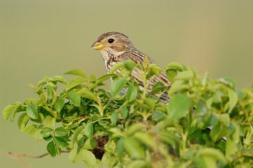 onmiskenbaar... Korengors * Emberiza calandra * in de struiken van wunderbare Erde