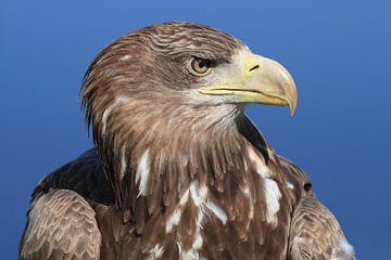 Europäischer Weißkopfseeadler (Haliaeetus albicilla) von Ronald Pol