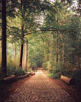 Pad in het Hallerbos