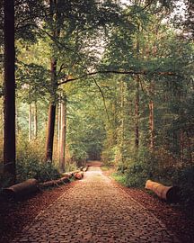 Path in the Hallerbos by Hans Huys