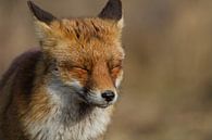 portret van een vos in de lente zon van Wesley Klijnstra thumbnail