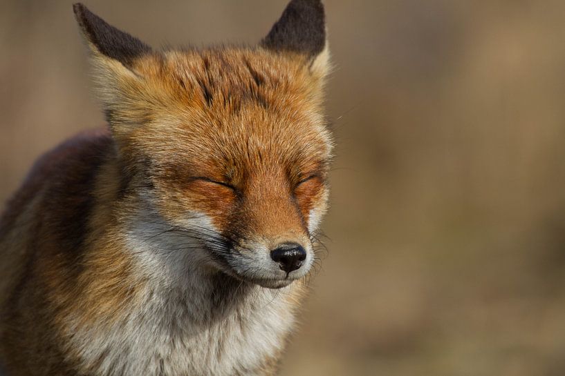 portret van een vos in de lente zon von Wesley Klijnstra