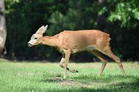 Running Ree