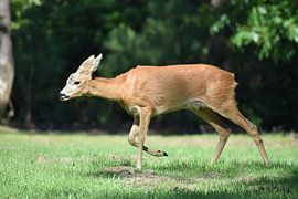 Lopende Ree van Marleen Mertens