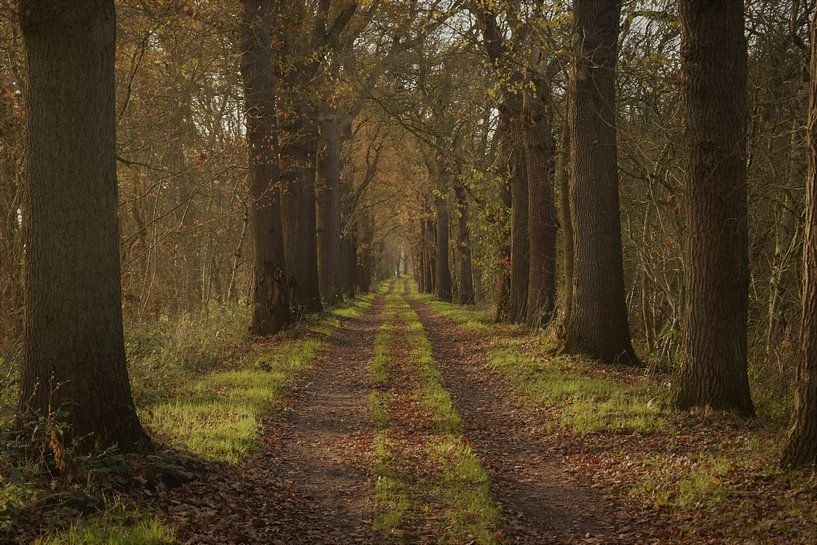 lange laan van Heidi de Vries