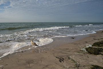 Op het zandstrand van de Oostzeekust van Martin Köbsch