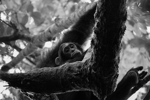 Bébé chimpanzé, Ouganda, noir et blanc