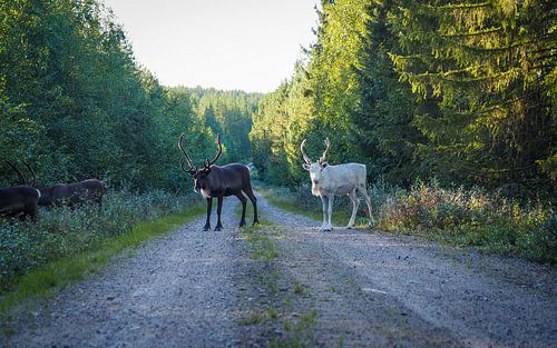 Rendieren in Zweden - indrukwekkende natuurfotografie uit Lapland.