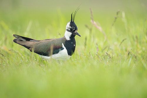 Kieviet in het groene gras