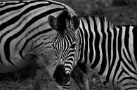 zebra in afrika van Christiaan Van Den Berg thumbnail