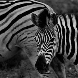 Zebra in Afrika von Christiaan Van Den Berg