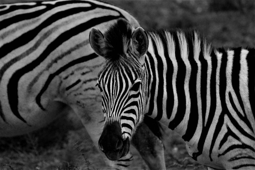 zebra in afrika van Christiaan Van Den Berg