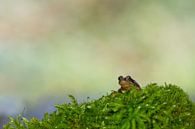 Rana temporaria (Grasfrosch) von Ursula Di Chito Miniaturansicht