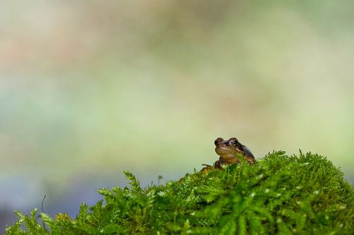 Rana temporaria (Grasfrosch)