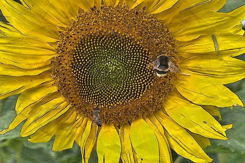Sonnenblume 5