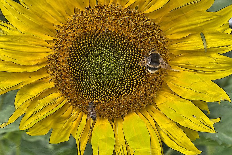 Sonnenblume 5 van Edgar Schermaul