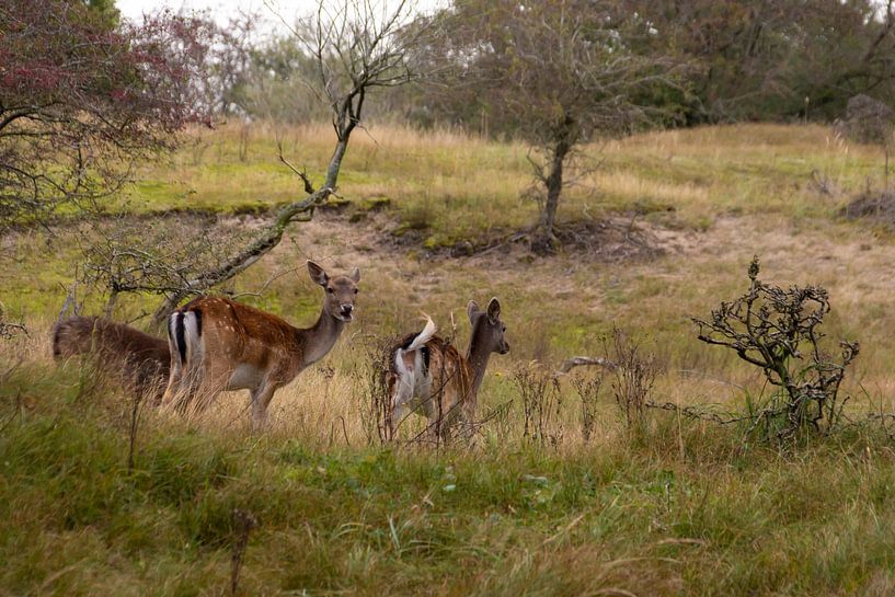 Groups of fallow deer by Margreet Frowijn