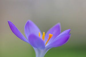 Fleur printanière de crocus lilas en gros plan