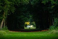 ochtendgloren Heilooerbos