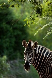 Zebra in Zuid-Afrika van Paula Romein