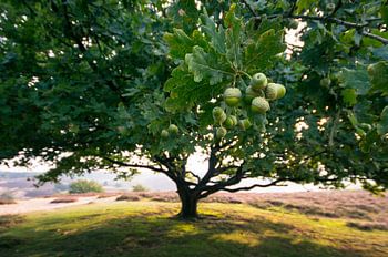 eikenboom perspectief